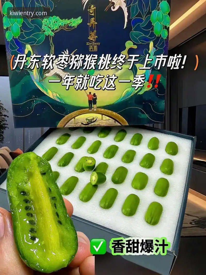 奇异果体育平台使用指南：从下载到畅玩的全流程体验分享